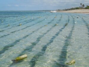 Barisan rumput laut di Pantai Benda. Foto: Google Maps / Matthias Jungk