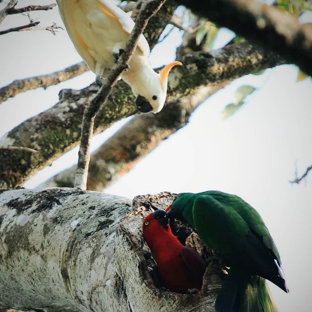 Burung di Taman Nasional Matalawa
