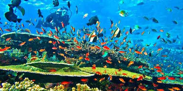 Bawah Laut Labuan Bajo